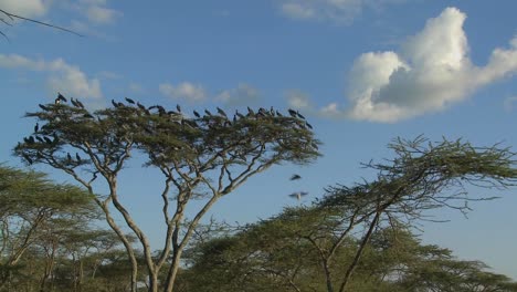 Vögel-Brechen-Von-Einem-Baum-Und-Fliegen-In-Alle-Richtungen-Auf-Der-Afrikanischen-Ebene