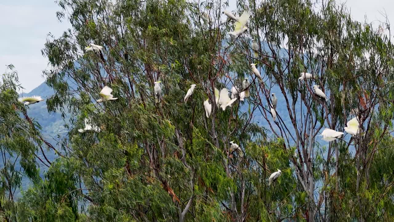 Sulfur-crested cockatoos burst from treetops in a lush forest, captured in dynamic motion with natural lighting