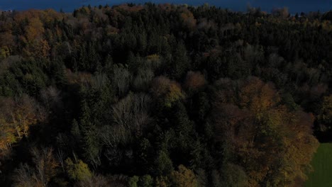 Colorful-Tree-Forest-During-Autumn-On-Chiemsee-Lake-In-Bavaria,-Germany