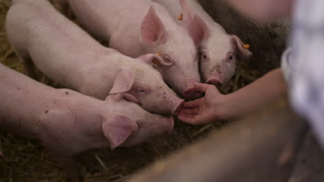 pigs on livestock farm pig farming young piglets at stable 27