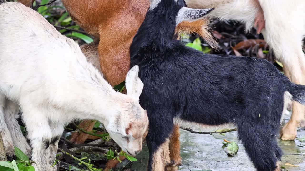 어머니 염소 가 놀이 를 하는 어린 염소 를 양육 하고 있다