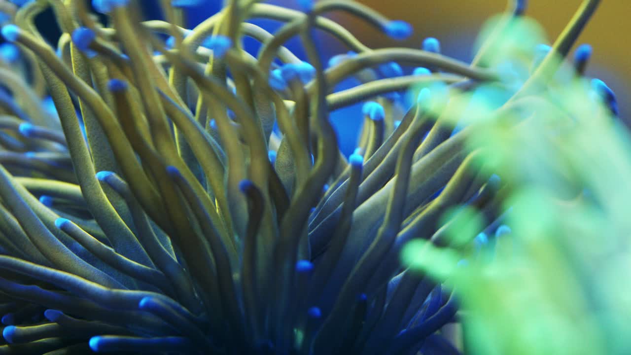 Macro shot of Euphyllia glabrescens with greenish blue tentacles, blue tips, and gentle movement under actinic lighting.