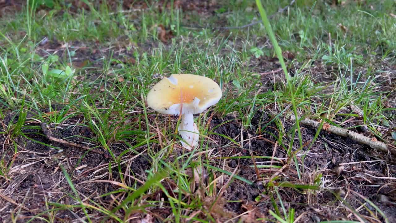 white mushroom in grass after rain