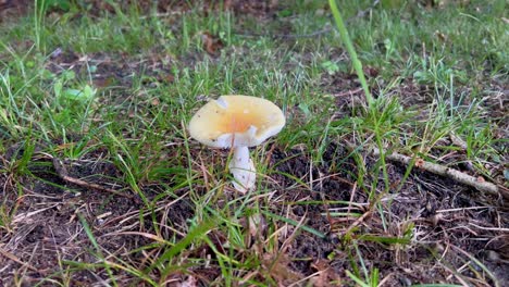 Weißer-Pilz-Im-Gras-Nach-Regen