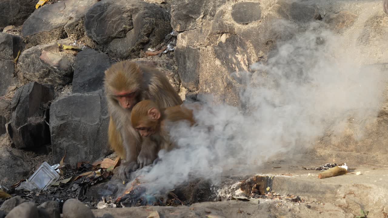 un mono macaco rhesus y un bebé recogiendo un montón de basura humeante y humeante para encontrar algo de comida