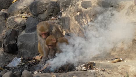 A-rhesus-macaque-monkey-and-baby-picking-through-a-smoldering-and-smoking-trash-heap-to-find-some-food