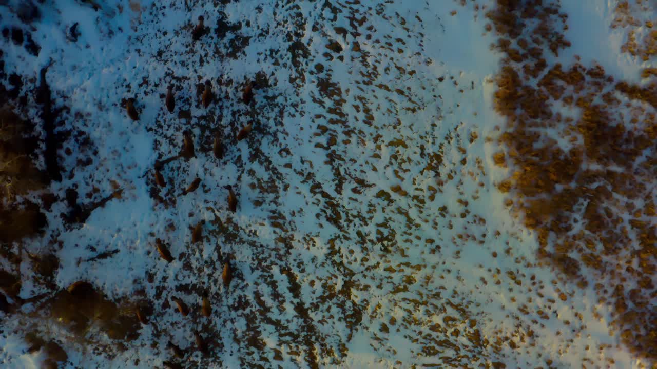 amanecer vista aérea de los pájaros rodantes de la manada de bisontes pastando con crías durante el final de la fusión de la temporada de invierno en su hábitat seguro en un parque nacional de búfalos mientras se ayuda a la procreación 2-2