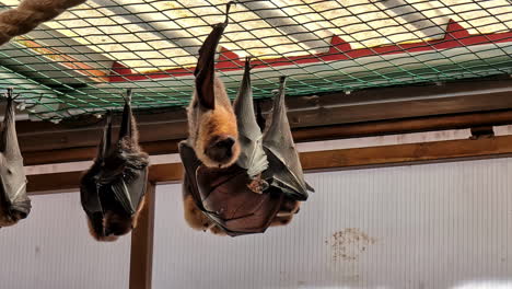 flying fox adult and pup hanging upside down inside cage in zoo