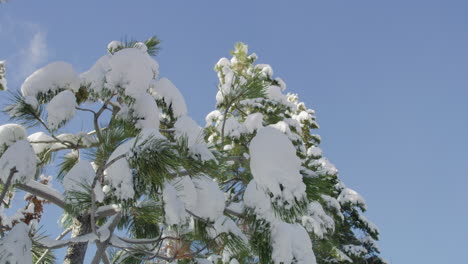 Ramas-De-Pino-Cubiertas-De-Nieve-Durante-El-Invierno-En-Un-Día-Claro