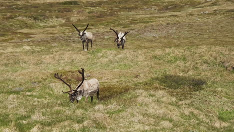 wild reindeer herd grazing grassy hillside
