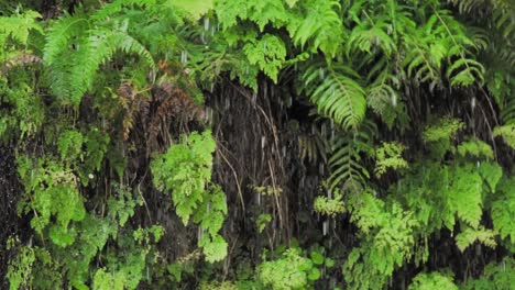 rain falling on lush ferns