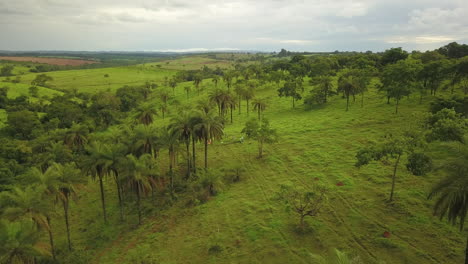 toma aérea de palmeras que crecen en la naturaleza, volando sobre personas cosechando coyol para producir aceite, filmada en brasil