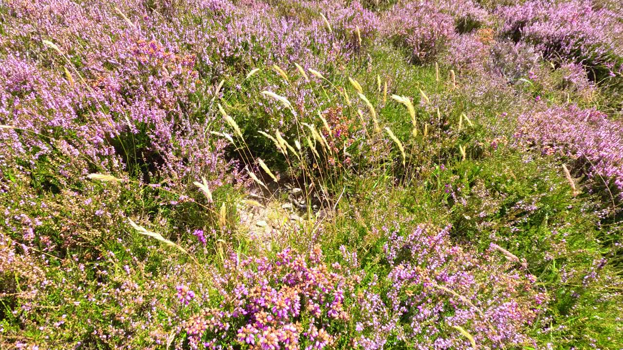Heather and tall grasses sway in the wind on a sunlit hillside at Loch Brandy, Scotland. Natural daylight, static wide shot, vibrant summer colors