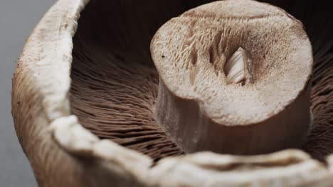 Micro-video-of-close-up-of-mushroom-with-copy-space-on-grey-background