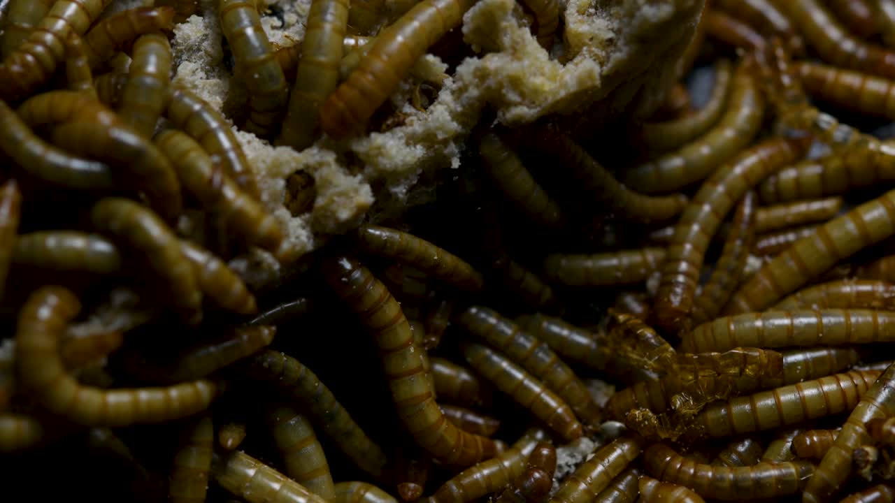 el gusano de la harina es una especie de escarabajo oscuro que se usa para alimentar mascotas como peces, serpientes, pájaros y ranas