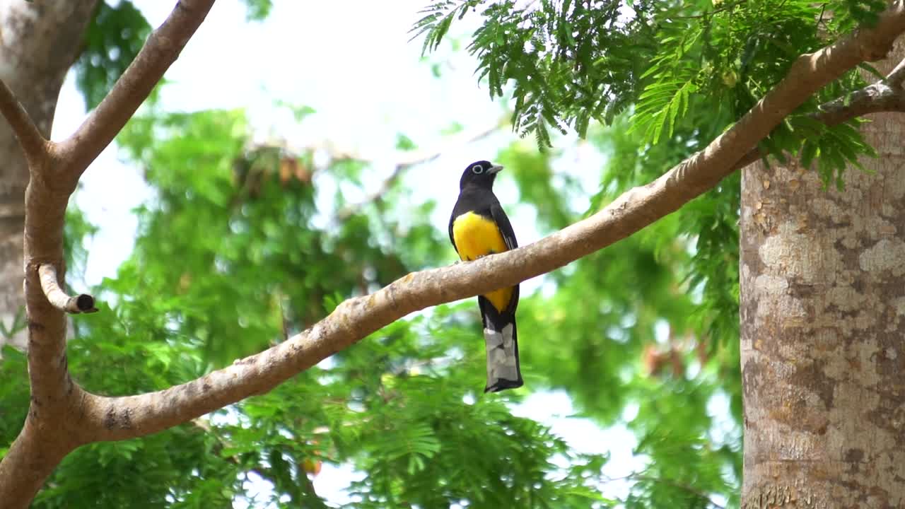 un lindo espécimen de trogon de lomo verde descansando en un árbol