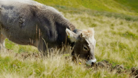 a view in the field shows this stunning white wild cattle rocking a cool neck tag