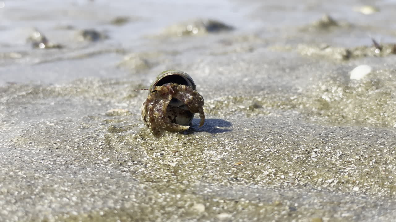 Macro shot of a hermit crab emerging from a shell and crawling off camera, on a wet sand beach