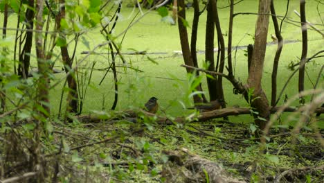 Two-orange-and-brown-midsized-birds-race-across-the-ground-pecking-at-the-dirt-looking-for-food