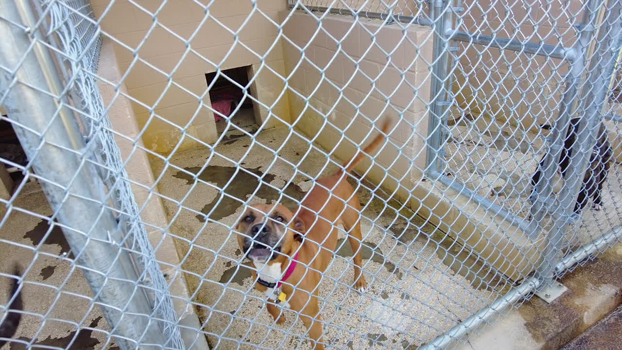 perros en una perrera o en un refugio de animales
