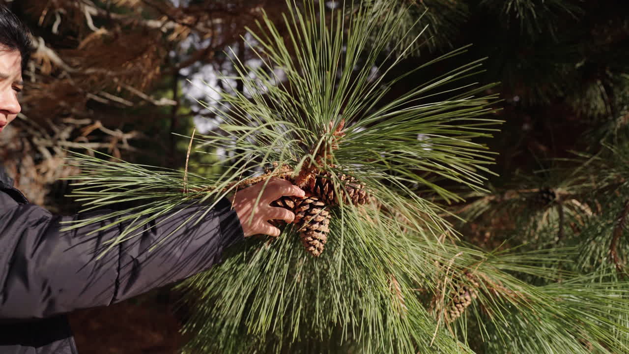 Person reaching for a pine cone while the needles prickling his hand in wintertime