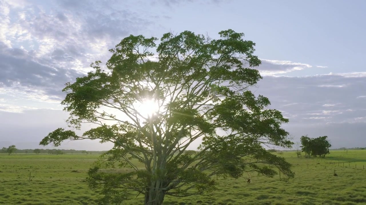 Aerial drone video, tree watching the sunrise on the plain