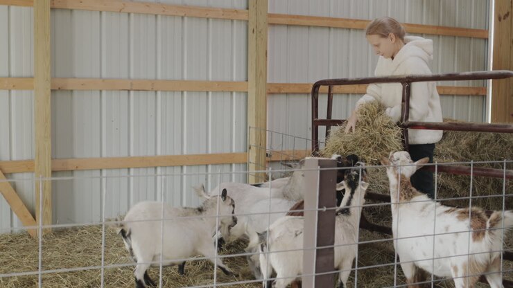 A criança alimenta as cabras no estábulo. Vida na fazenda.