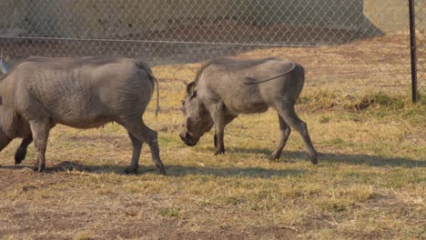 african warthogs eating grass and walking