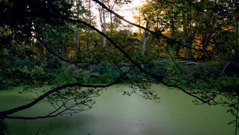 panning shot of an eerie pond full of green algae
