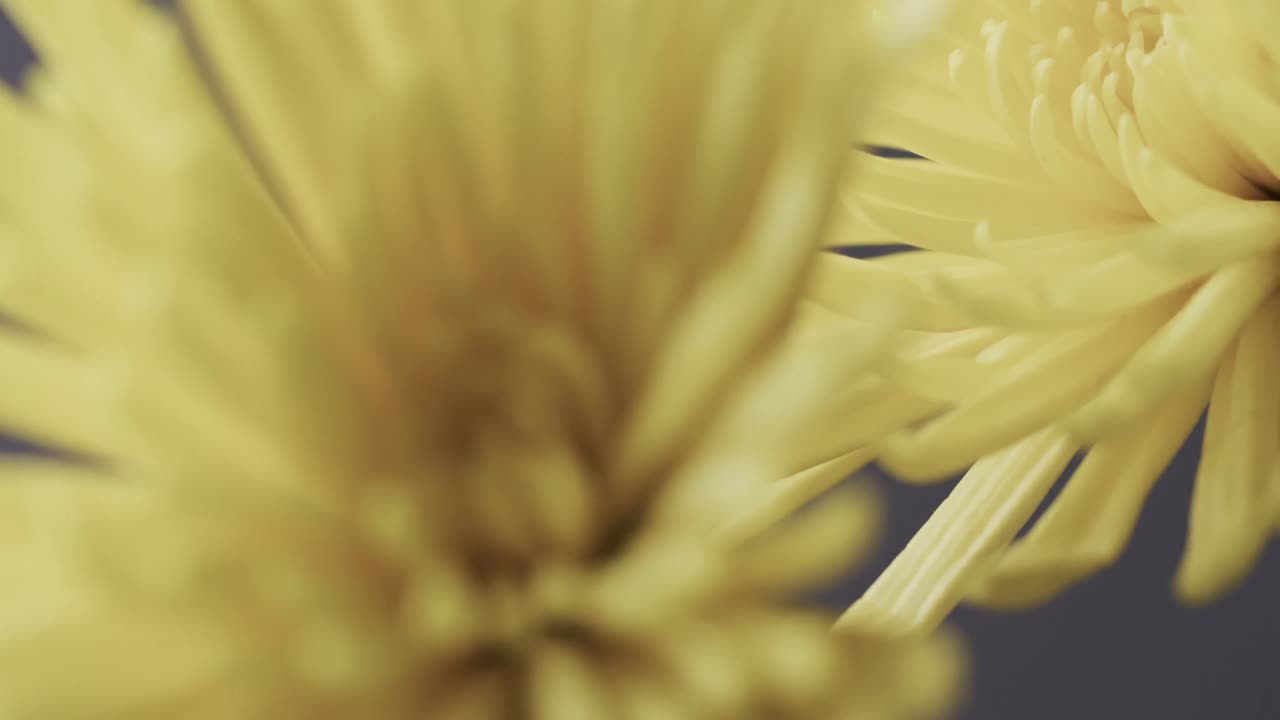 micro vídeo de primer plano de flores amarillas con espacio de copia en fondo gris