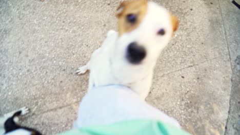 primer plano de dos pequeños perros blancos trepando en la pierna de un hombre de pie