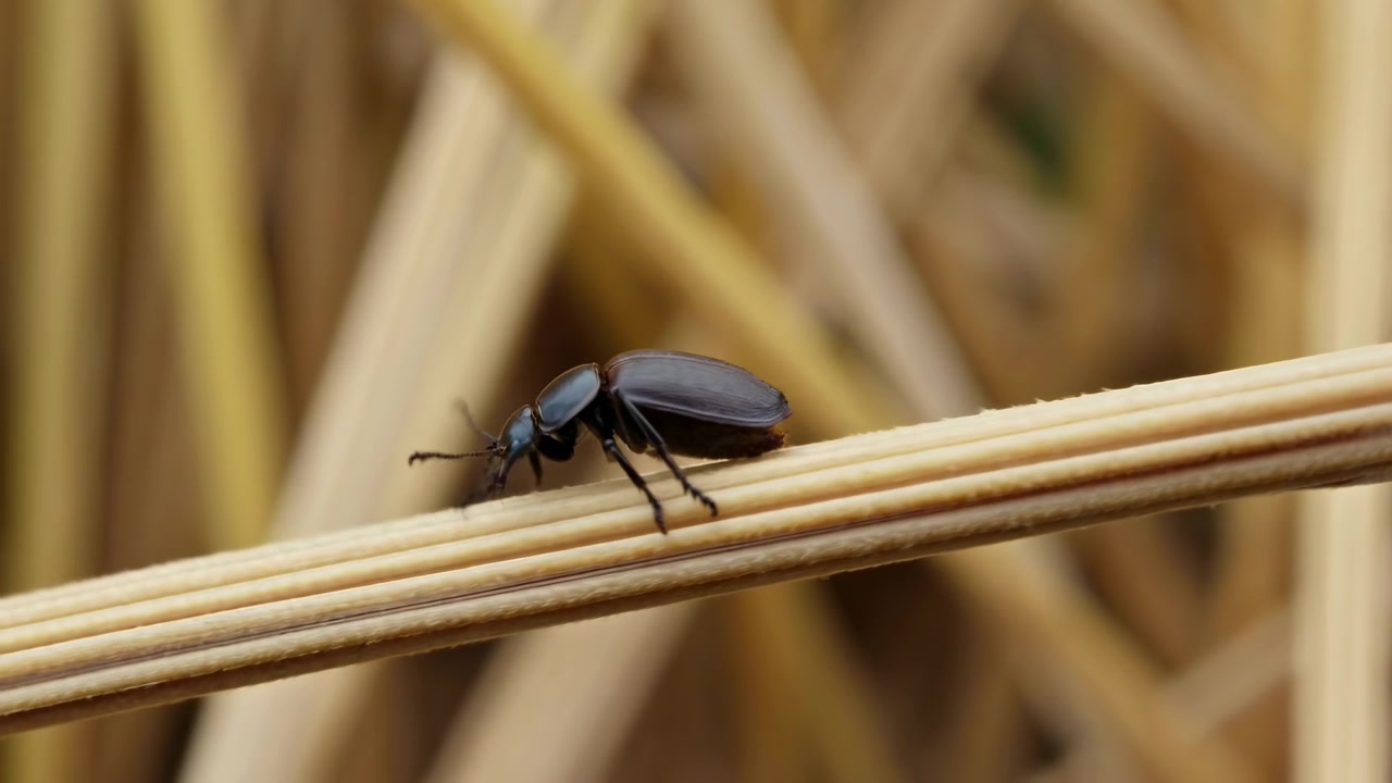 Scena macro in movimento di un coleottero lucido nero-marrone che si muove verso destra lungo un pallido stelo di paglia secca, con uno sfondo di fieno caldo e sfocato, texture corporea fine, antenne, zampe e un ambiente rurale naturale