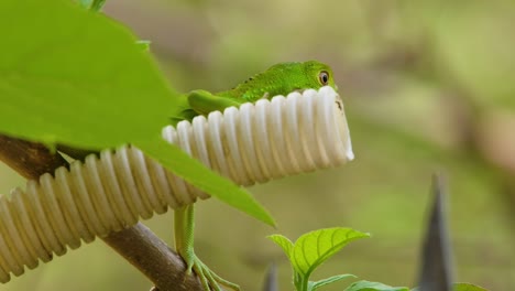 telefoto de cerca de la iguana verde bebé colgando de un tubo blanco corrugado