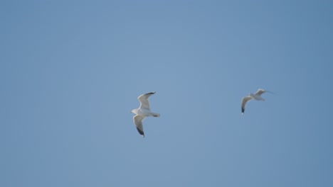 seagulls in flight