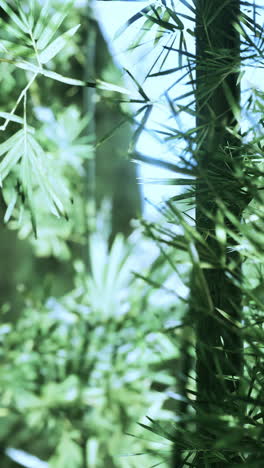 close up of green bamboo leaves