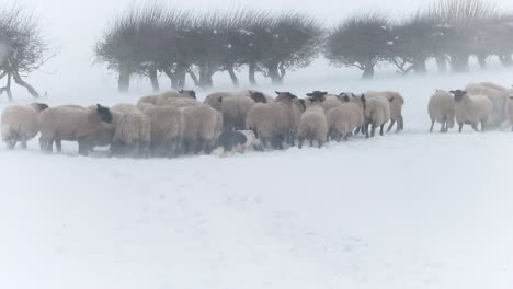 sheep crowding around feed troughs during a winter snow blizzard