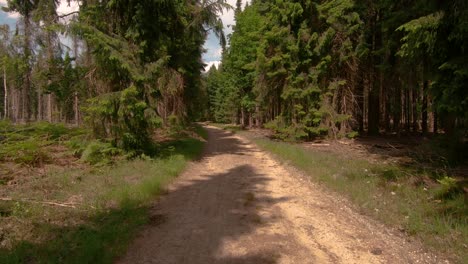 moving forward along the forest path on a sunny summer day