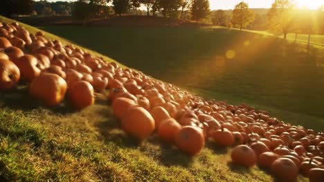 a beautiful autumn scene with rolling pumpkins on a hillside as the sun sets, illuminating the landscape with warm golden light and creating a picturesque fall atmosphere