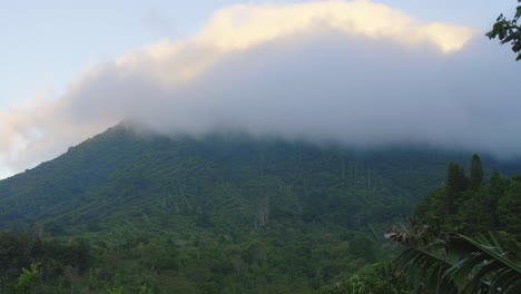 a mist covered coffee forest mountain in santa ana, el salvador during a windy morning