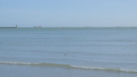 Grupo-De-Gaviotas-Alimentándose-En-Aguas-Poco-Profundas-Del-Mar-Báltico-Pescando,-Tranquilas-Olas-De-Marea-Baja-Rodando-Y-Estrellándose-Sobre-La-Playa-De-Arena-Blanca-En-Gdynia,-Polonia