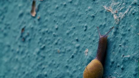 garden land snail climbing on a green wall