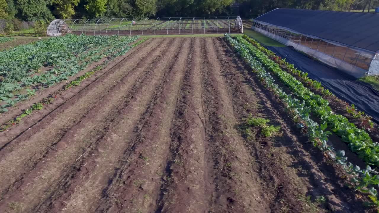 antena: panorámica lenta a través de hileras de vegetación y verduras en una granja
