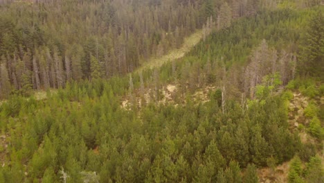 golden emerald green irish forest, aerial tilt up reveals beautiful tree texture