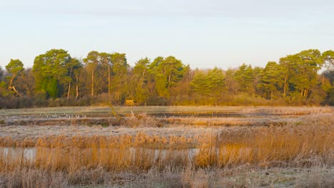 Statischer-Blick-Auf-Dichtes-Laub-Von-Bäumen-Am-Ufer-Des-Sees-Bei-Sonnenaufgang