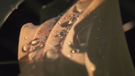 macro shot of raindrops on orange leaf moving by wind, slow motion