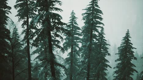 winter snow covered cone trees on mountainside