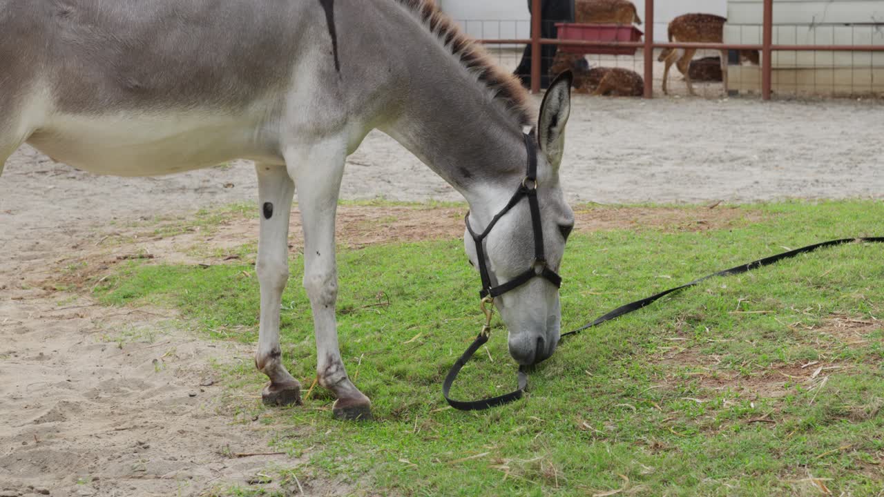 Un âne attaché par une laisse dans un pré mange de l'herbe verte paisiblement, au ralenti.