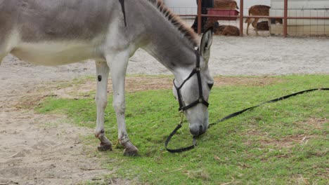 donkey with leash tied up in bard eating green grass peacefully, slow motion