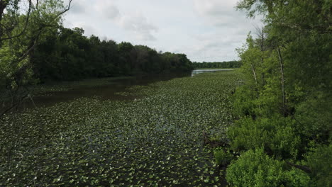 Lake-With-Aquatic-Plants-Between-The-Dense-Trees-In-The-Forest