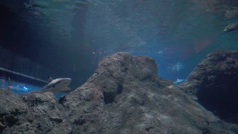 acuario de peces con tiburón de punta negra